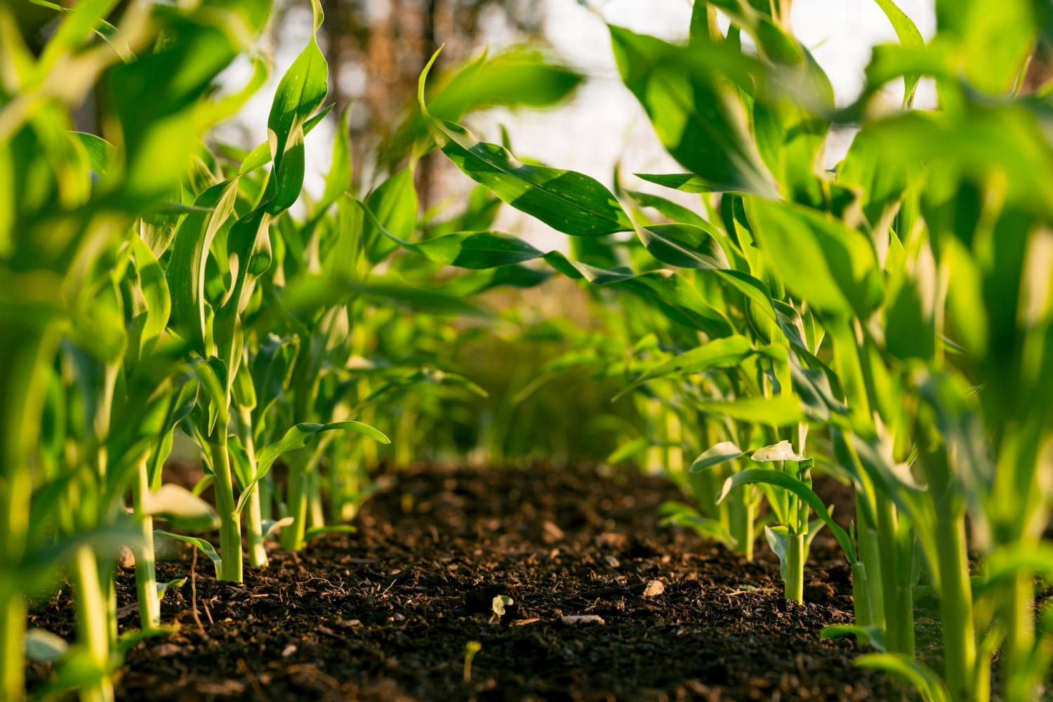 Зберігати та відновлювати родючість ґрунтів треба за рахунок екологічно безпечних технологій - НААН